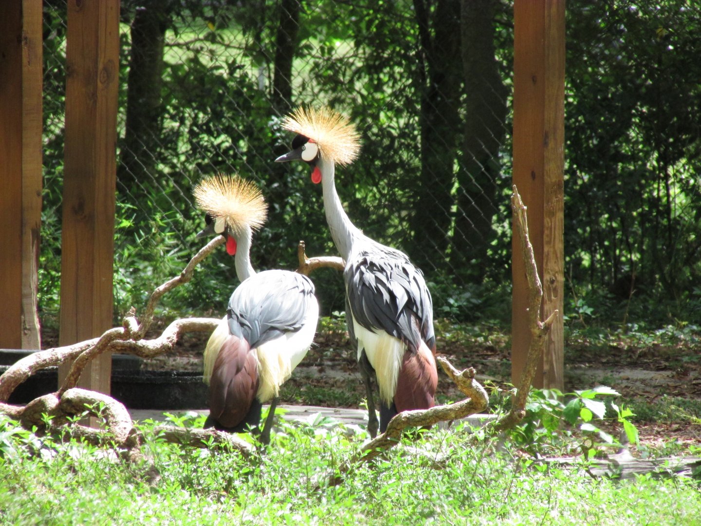 East African Crowned Cranes