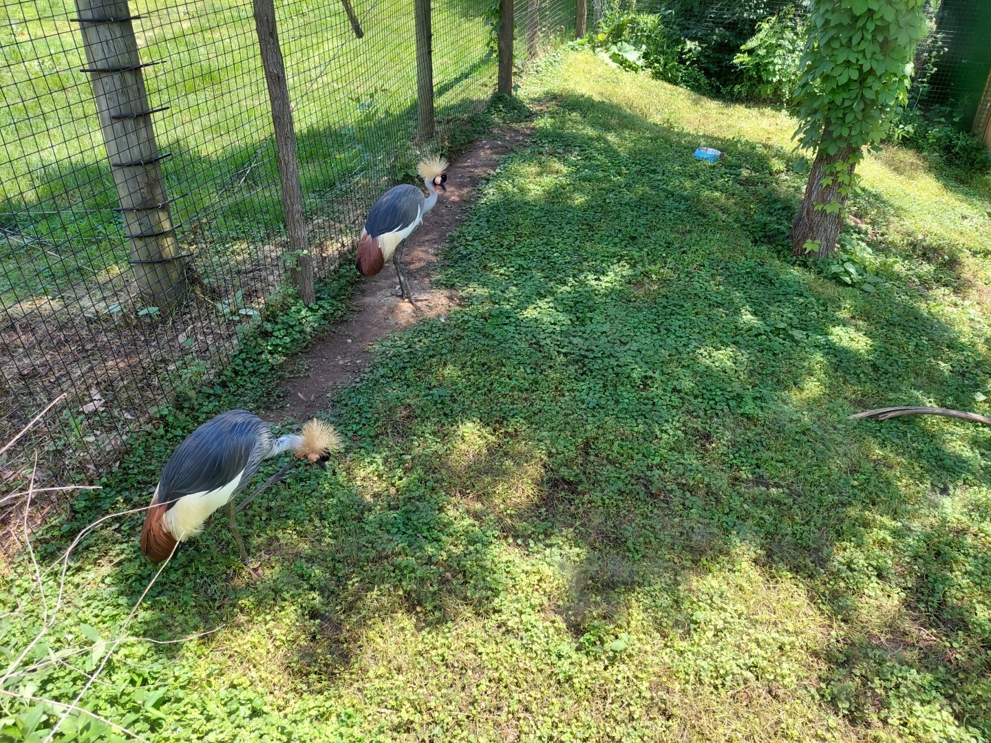 East African Crowned Cranes