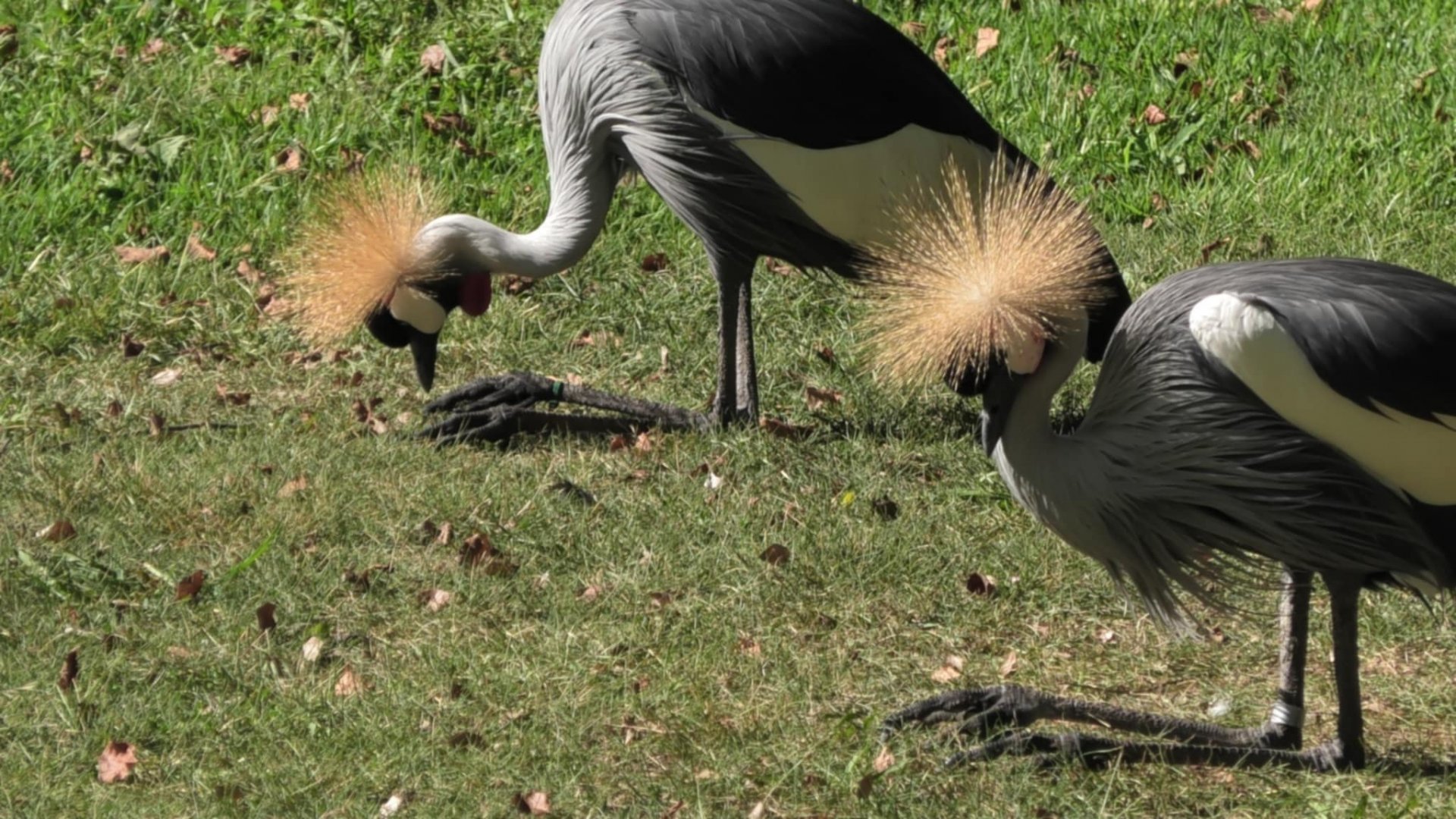 East African crowned cranes