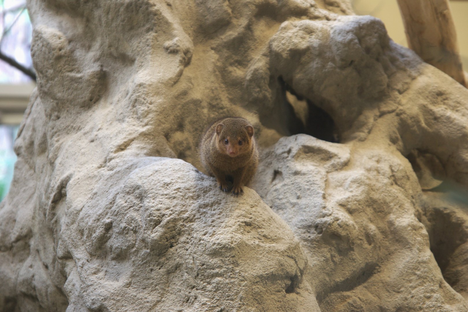East African Dwarf Mongoose (Helogale parvula undulata), 10-09-25