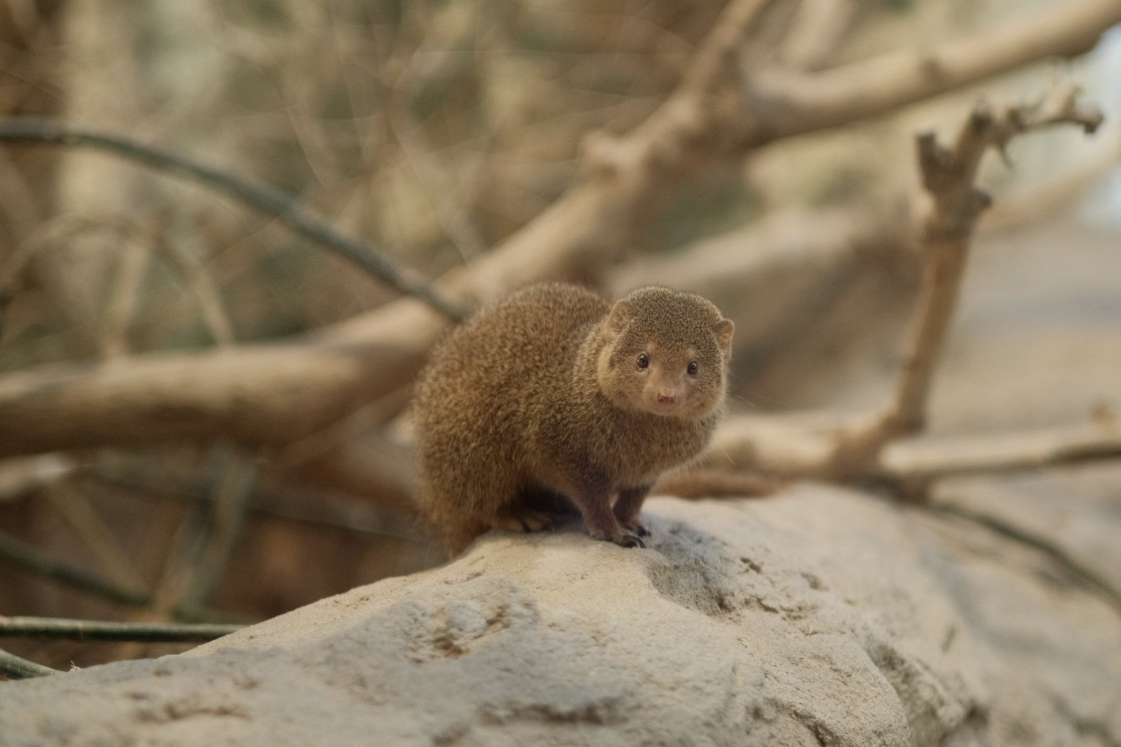 East African Dwarf Mongoose (Helogale parvula undulata)