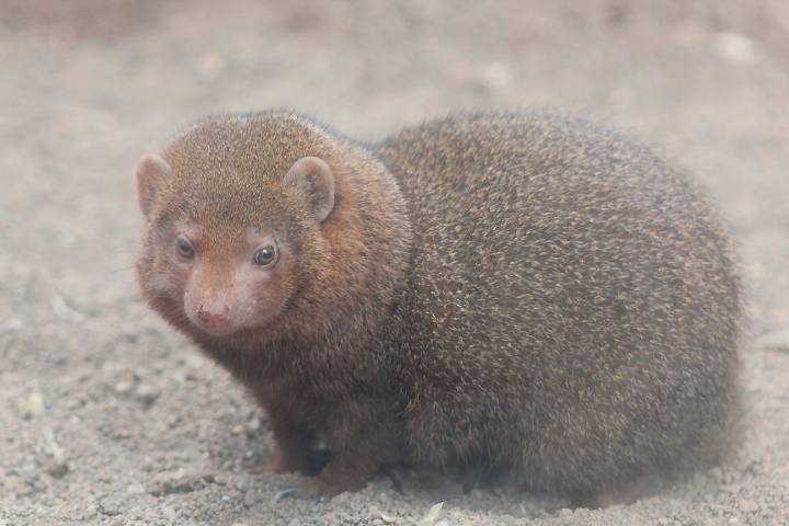 East African dwarf mongoose (Helogale parvula undulatus)