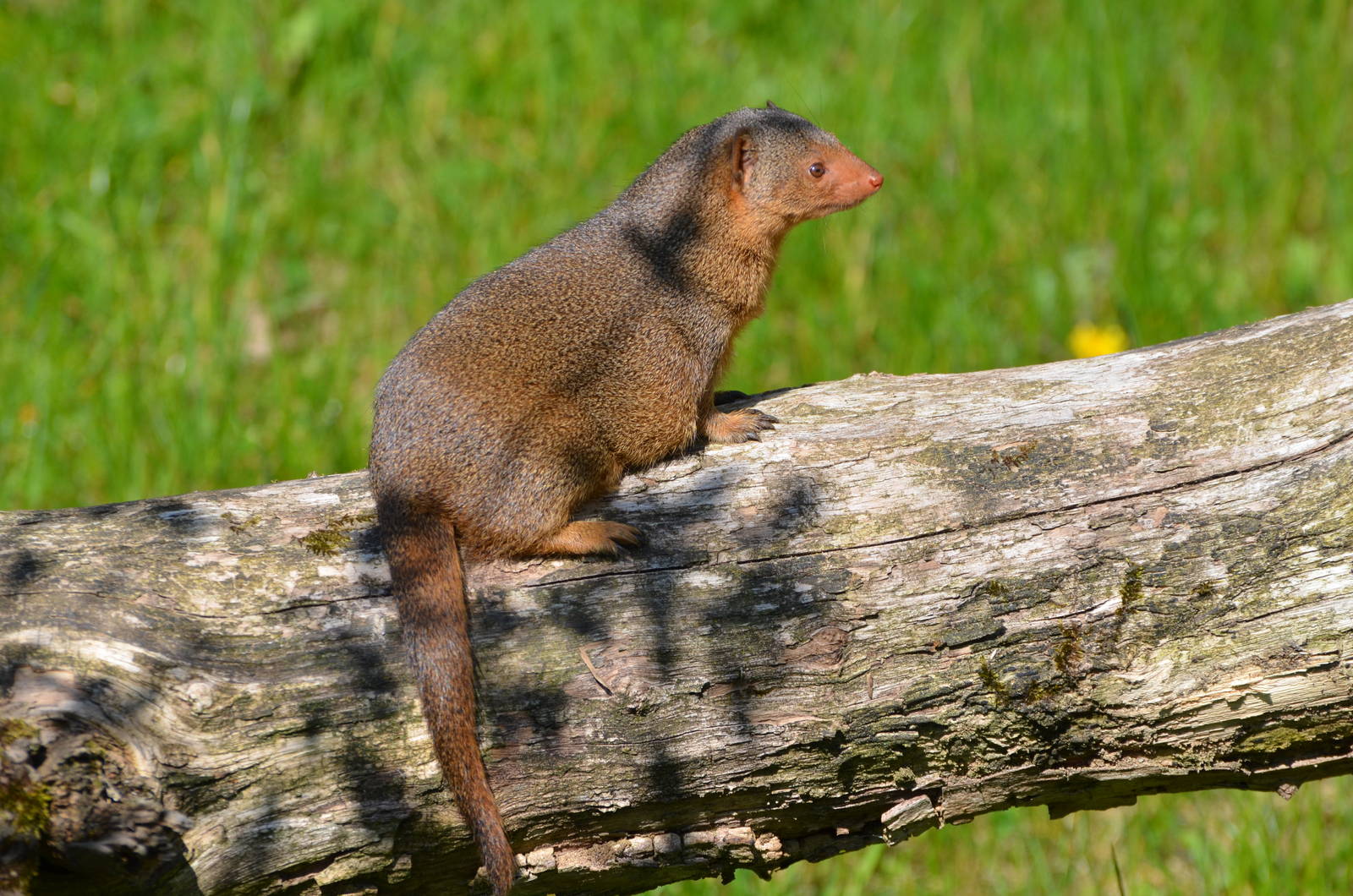 East African dwarf mongoose