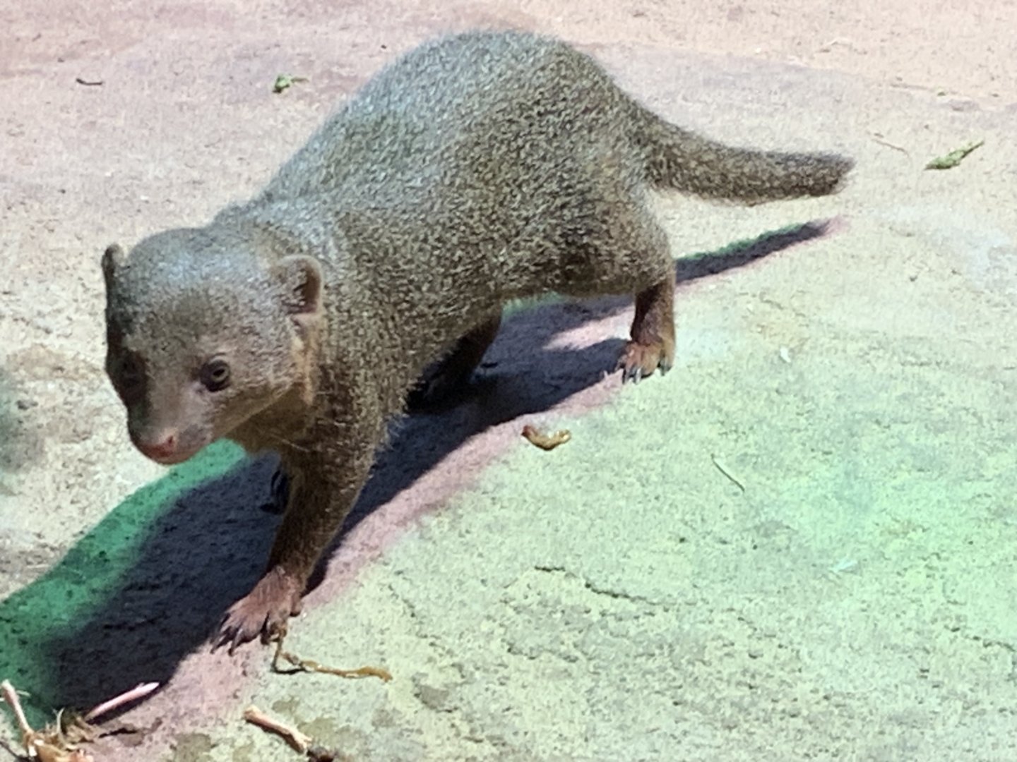 East African dwarf mongoose