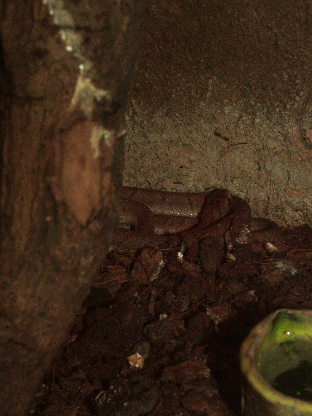 East African Egg-eating Snake at Prague, 25/08/12