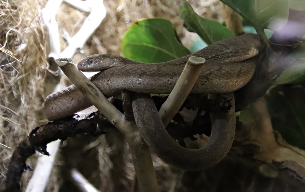 East African egg-eating snake (Dasypeltis medici)