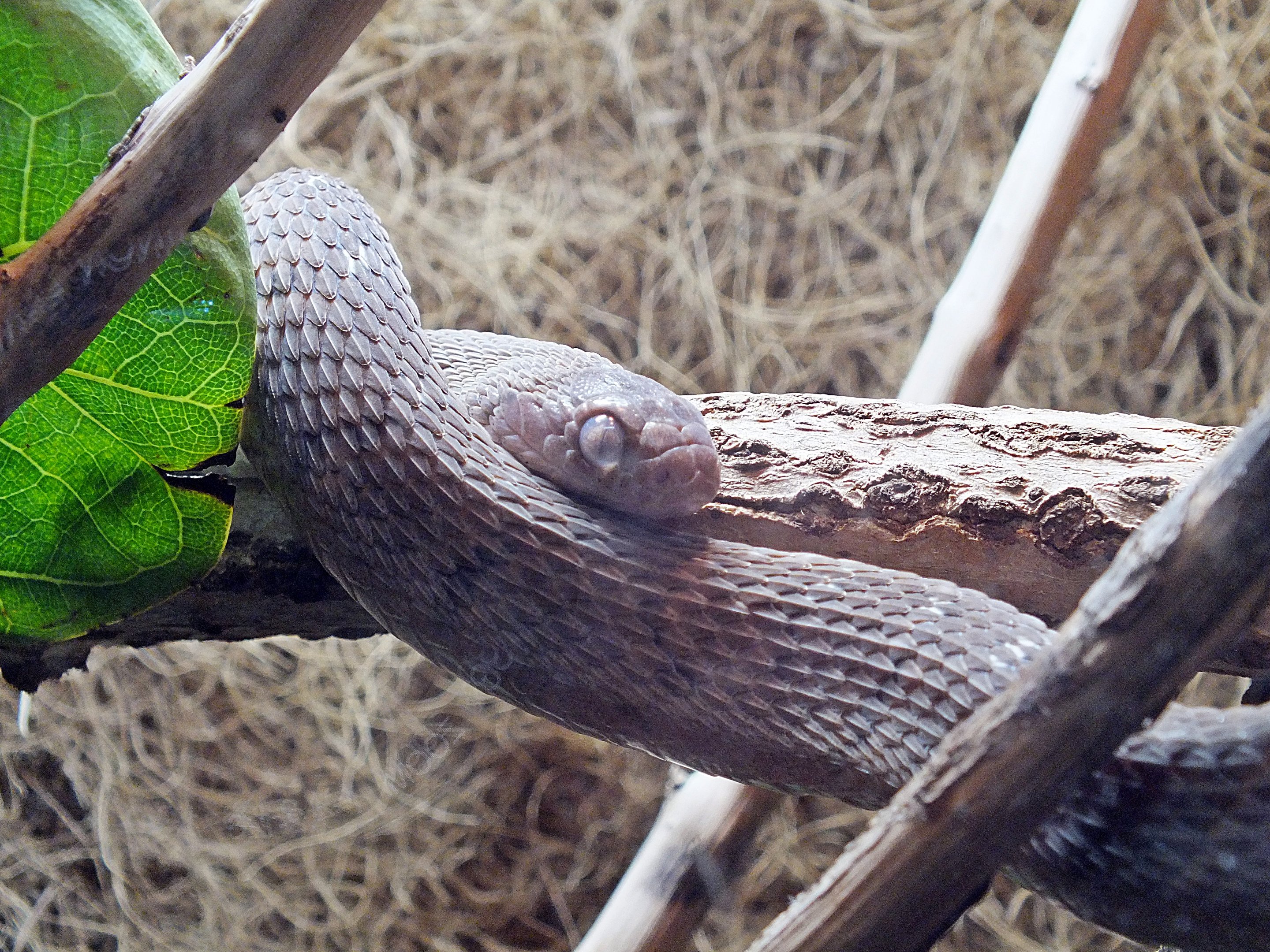 East African egg-eating snake
