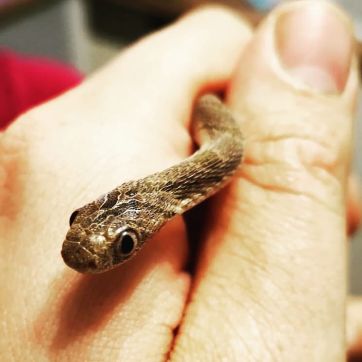 East African Eggsnake (Dasypeltis medici)