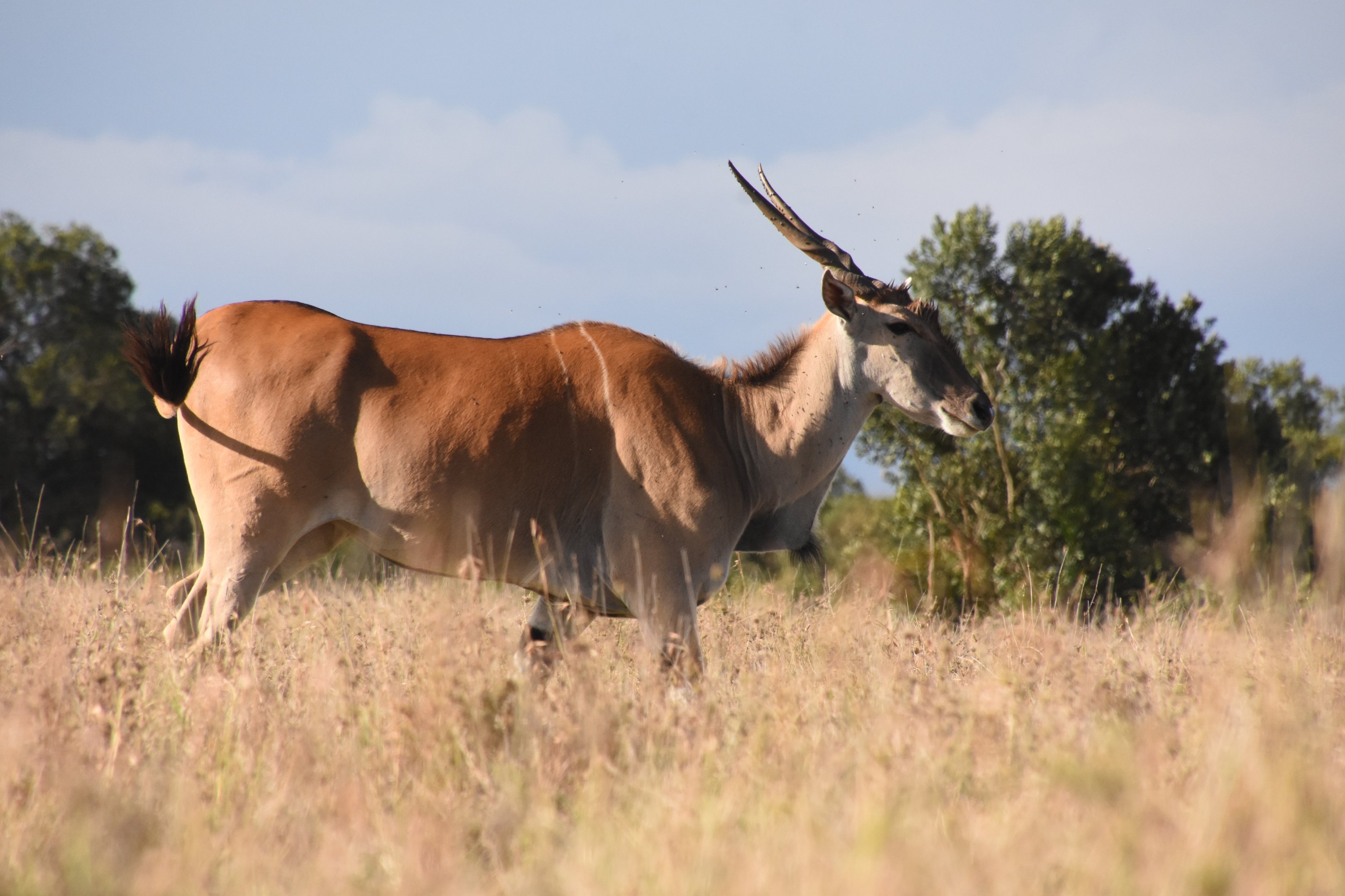 East African eland
