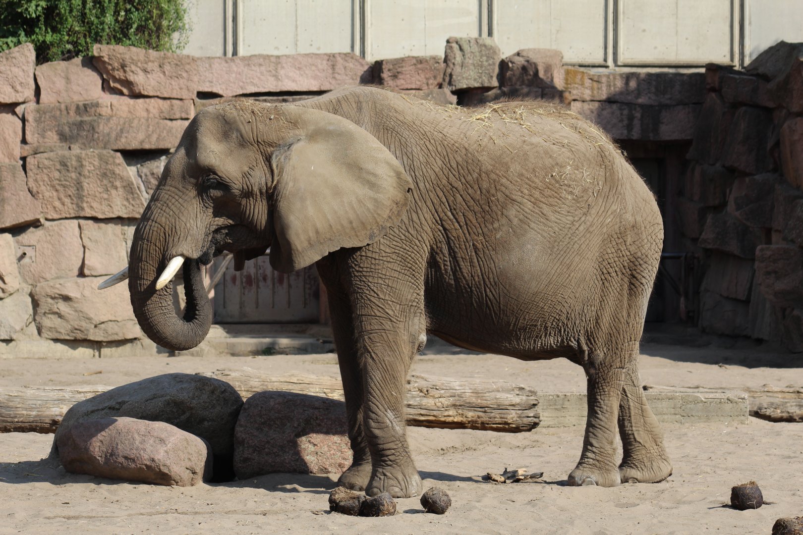 East African Elephant
