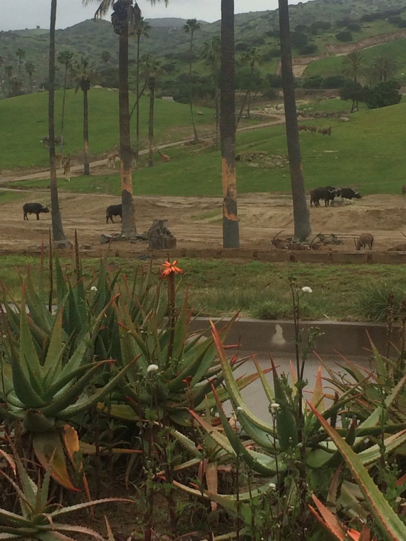 East African Field Enclosure