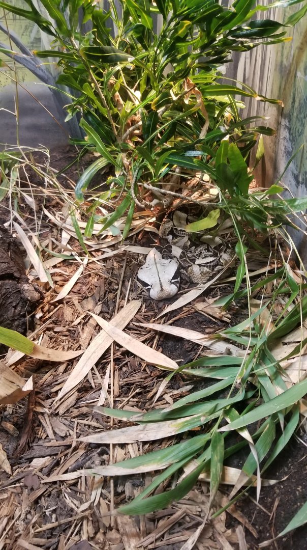 East African Gaboon Viper