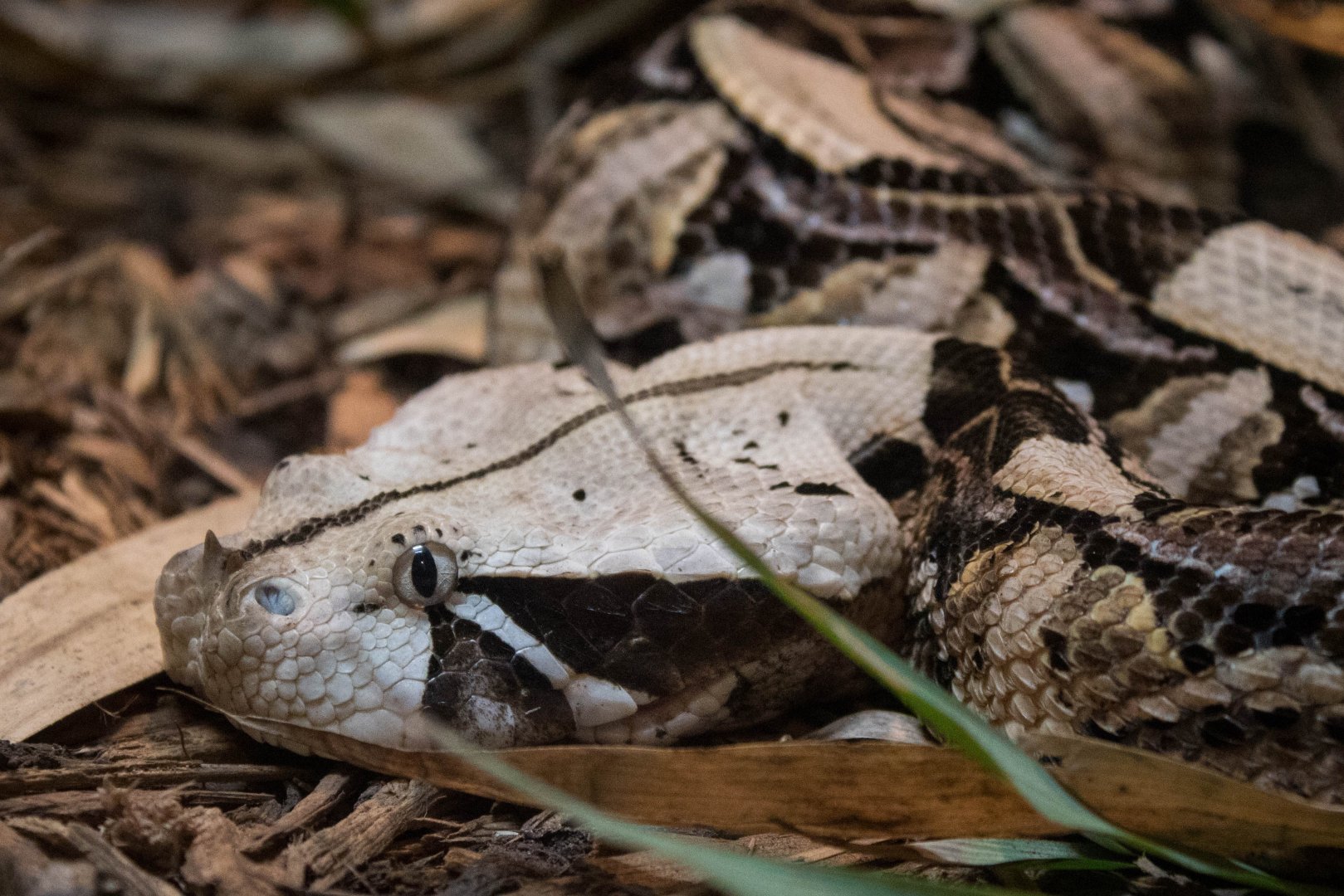 East African Gaboon viper