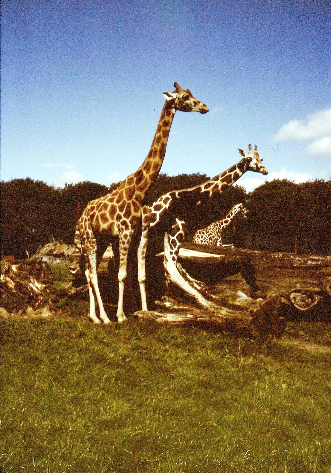 East African Game Reserve - August 1982