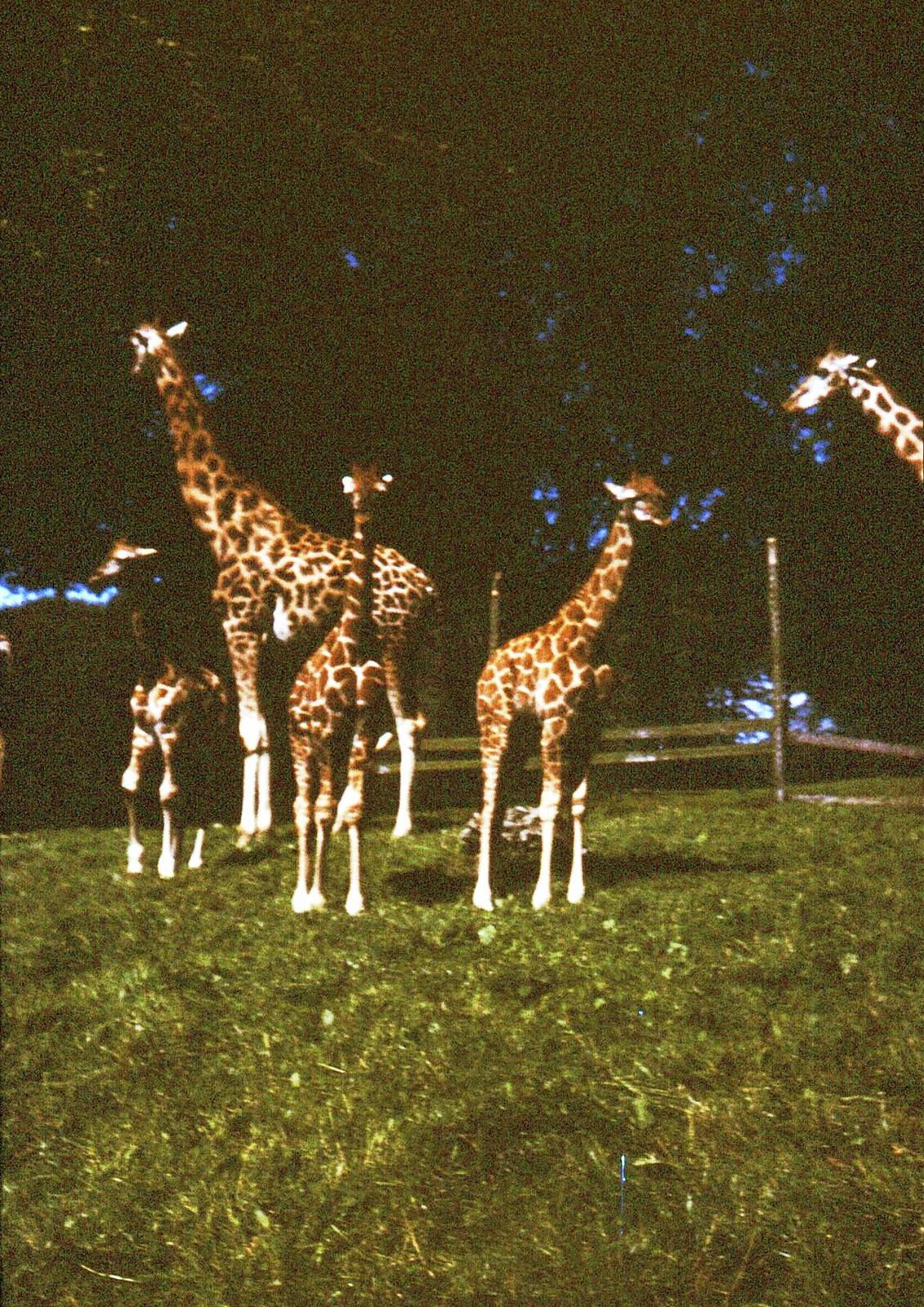 East African Game Reserve - August 1982