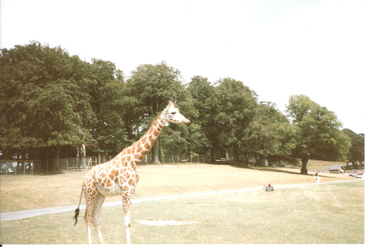 East African Game Reserve - July 1989
