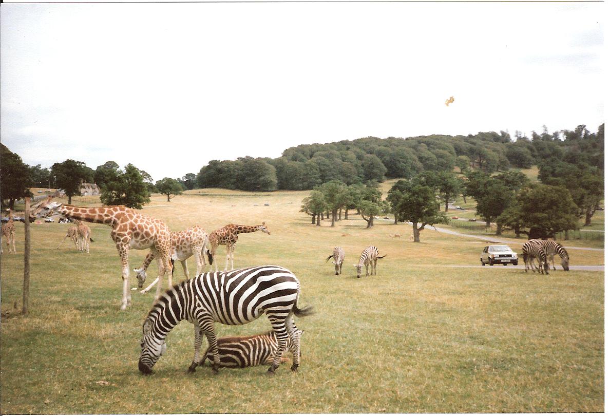East African Game Reserve - July 1989