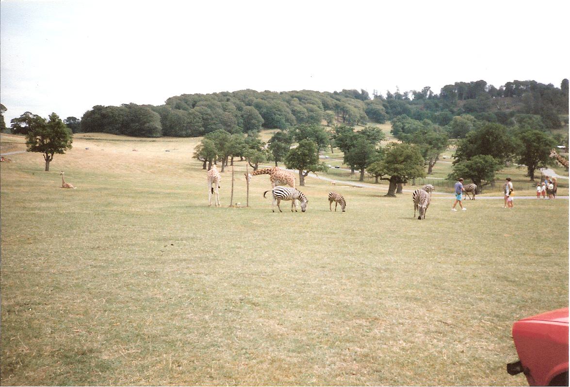 East African Game Reserve - July 1989