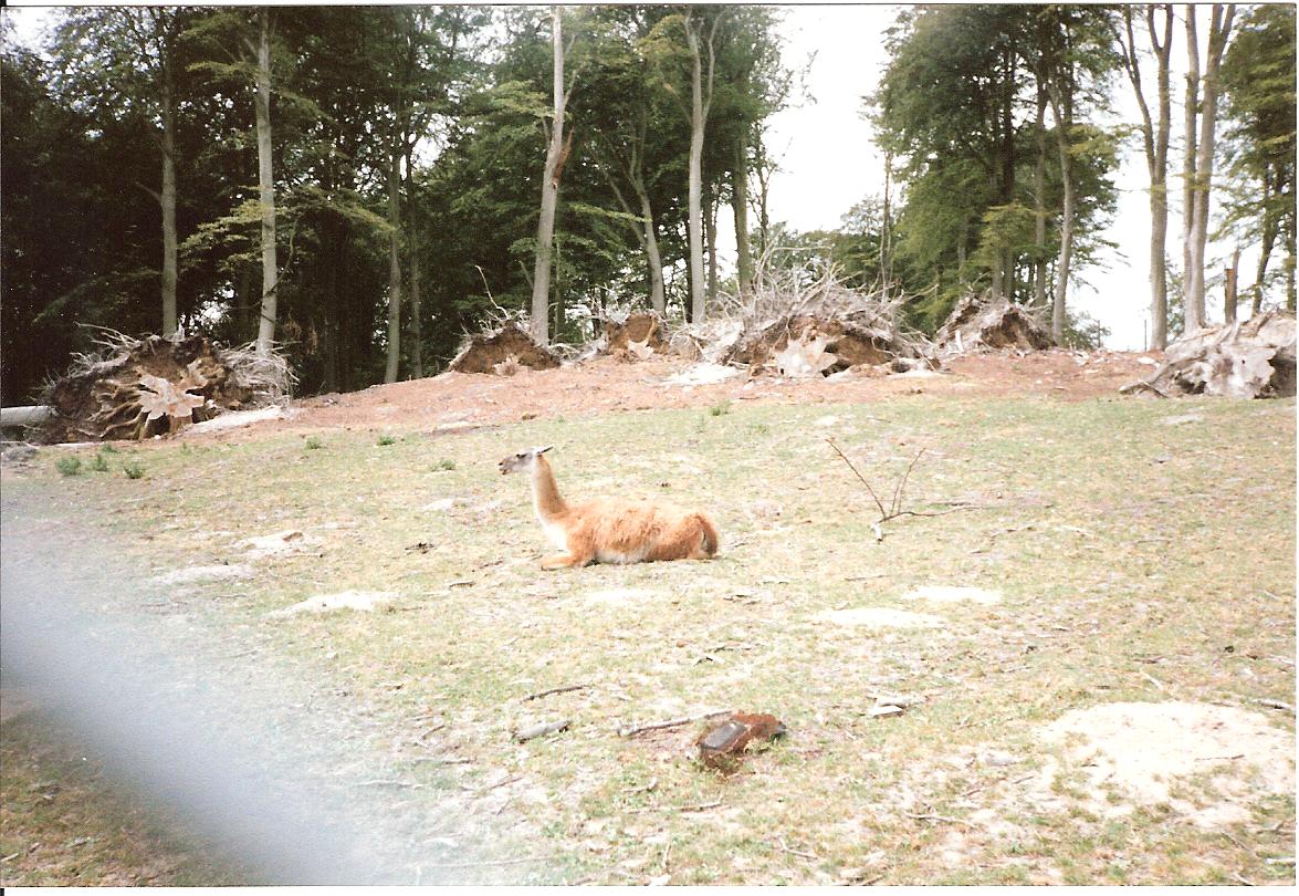 East African Game Reserve - July 1989