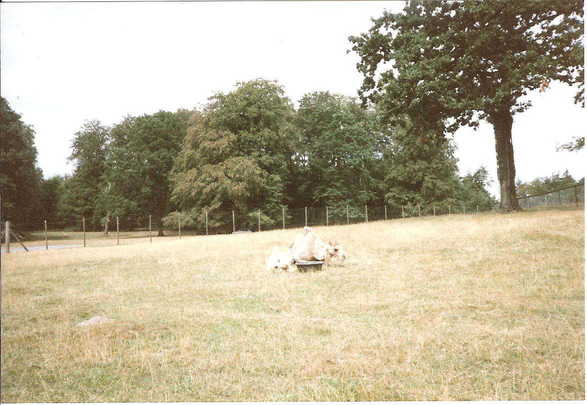 East African Game Reserve - July 1989