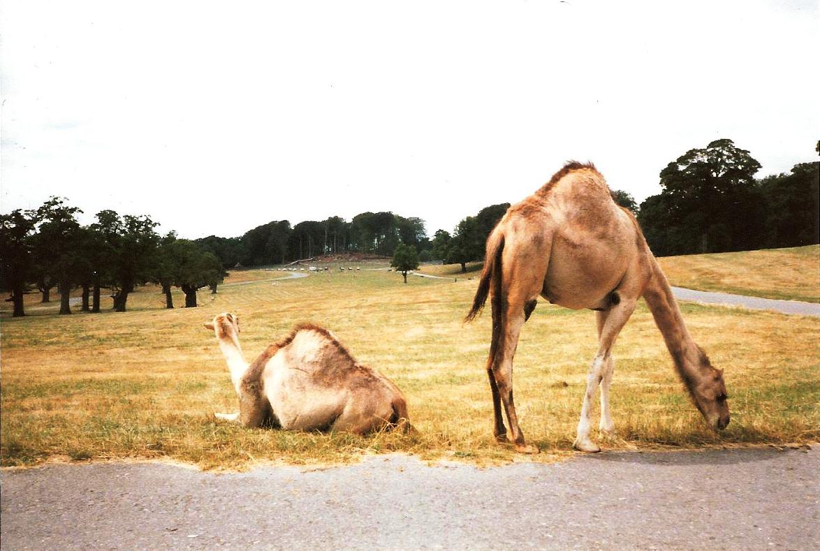 East African Game Reserve - July 1989