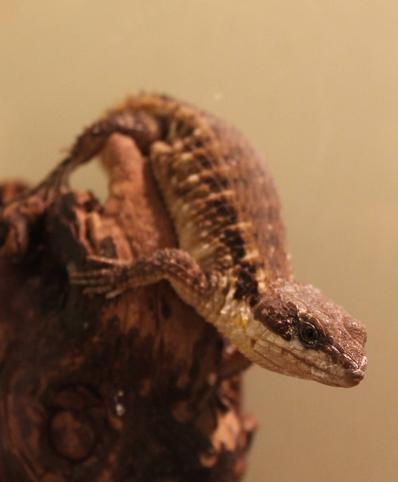 East african girdled lizard