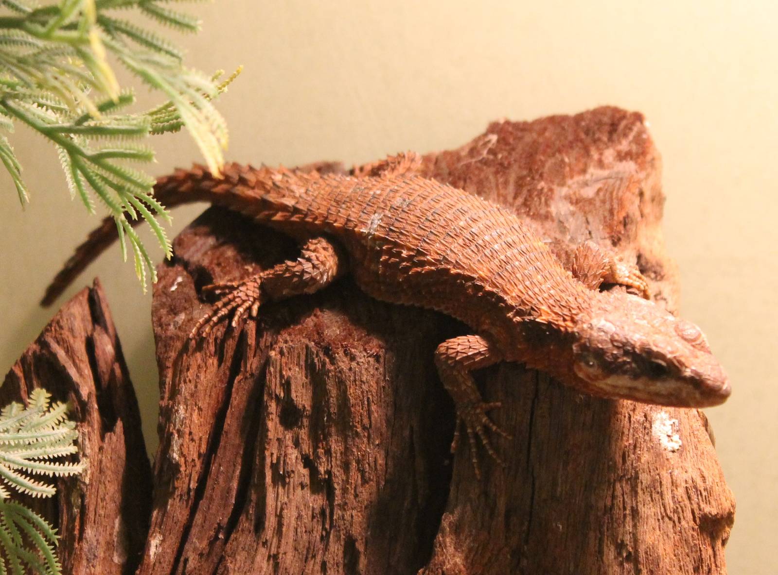 East african girdled lizard