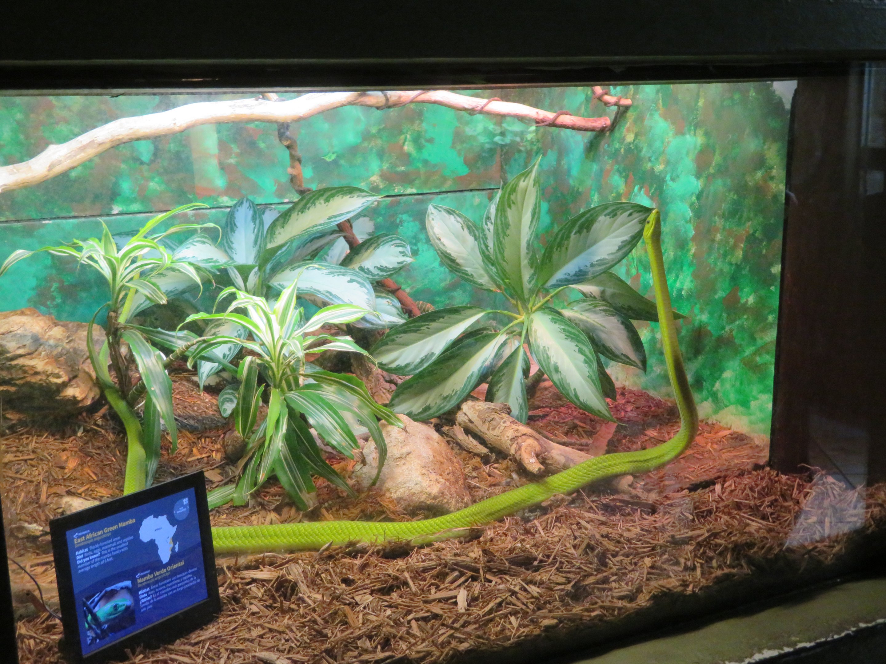 East African Green Mamba