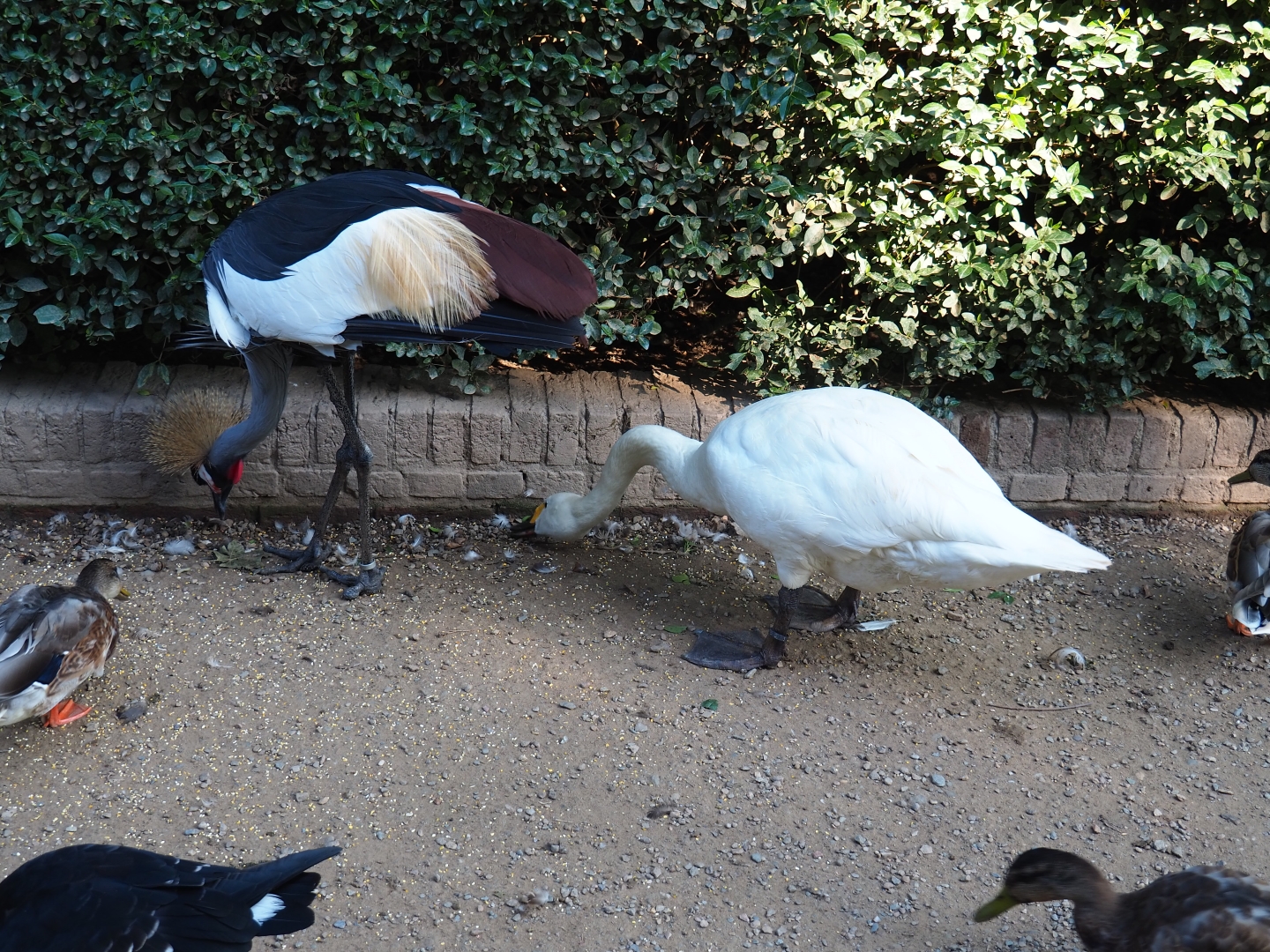 East African grey crowned crane and Bewick's swan (Cygnus columbianus bewickii), Sep 2nd, 2018
