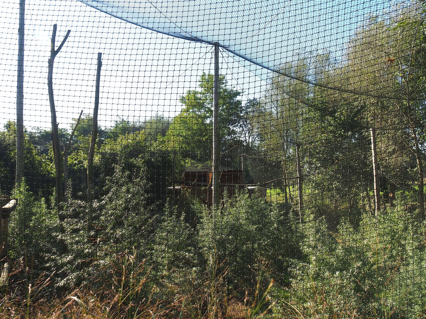 East African grey crowned crane and hamerkop aviary, 2022-10-09