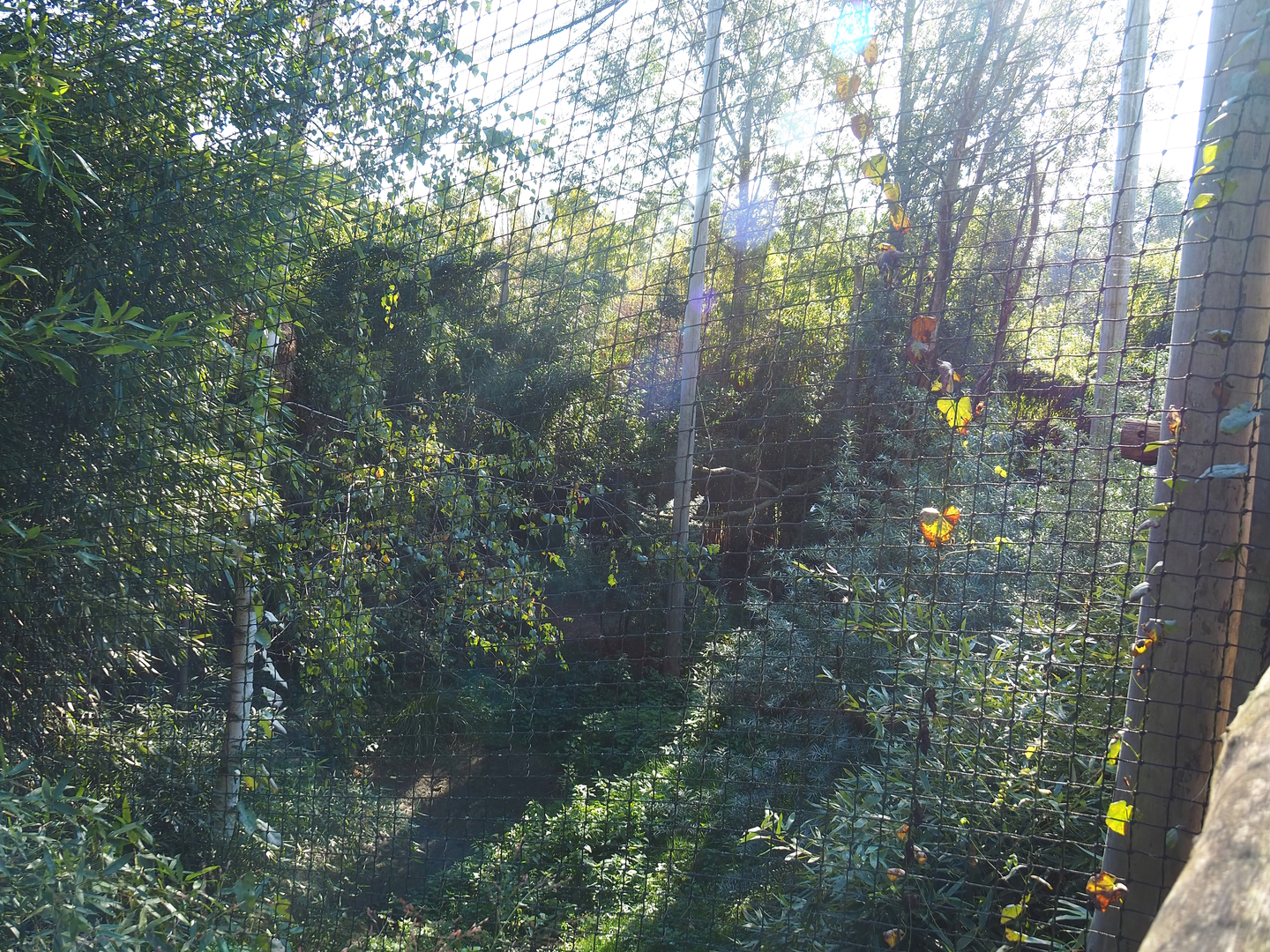 East African grey crowned crane and hamerkop aviary, 2022-10-09