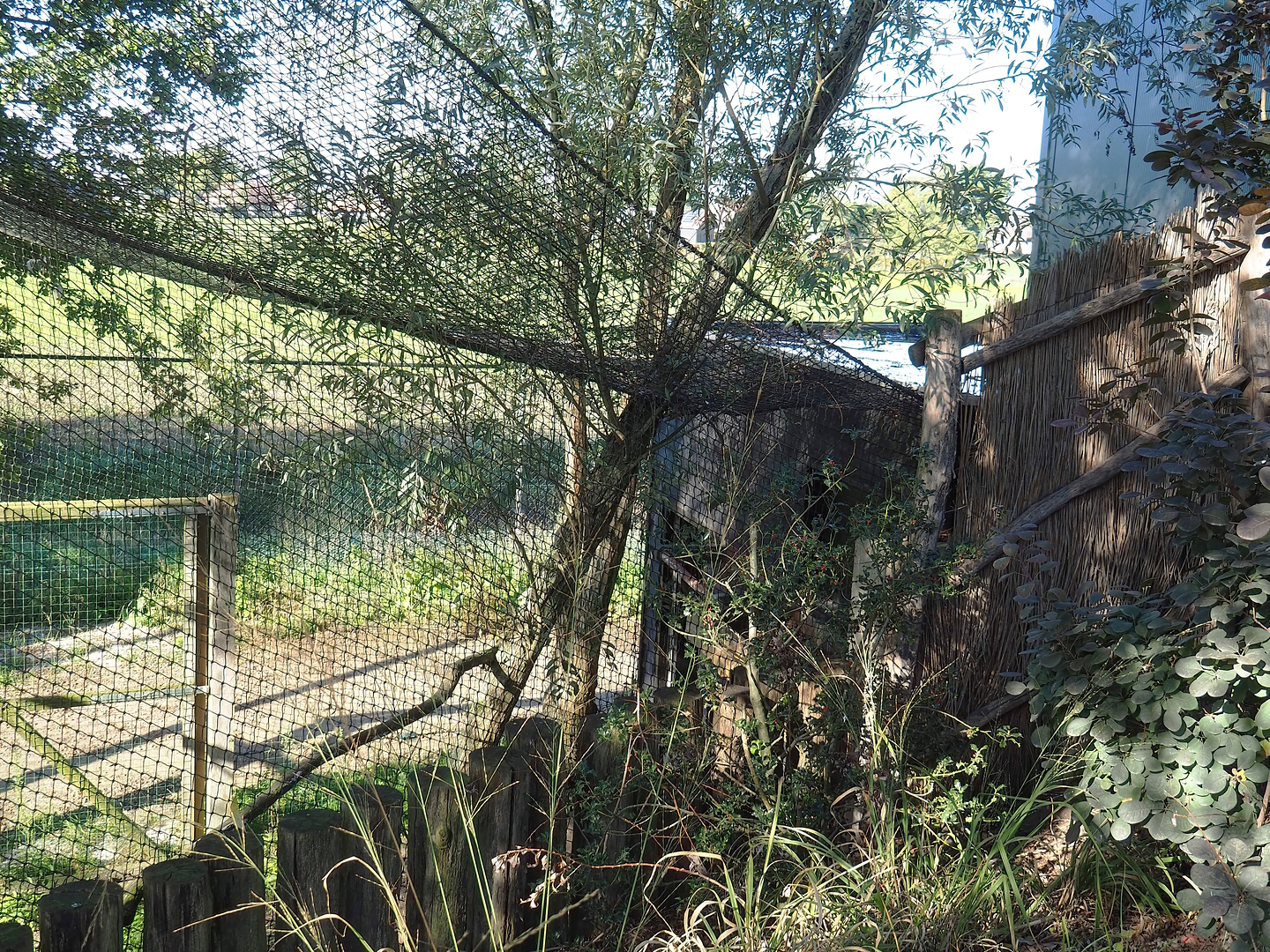 East African grey crowned crane and hamerkop aviary - Barn, 2022-10-09
