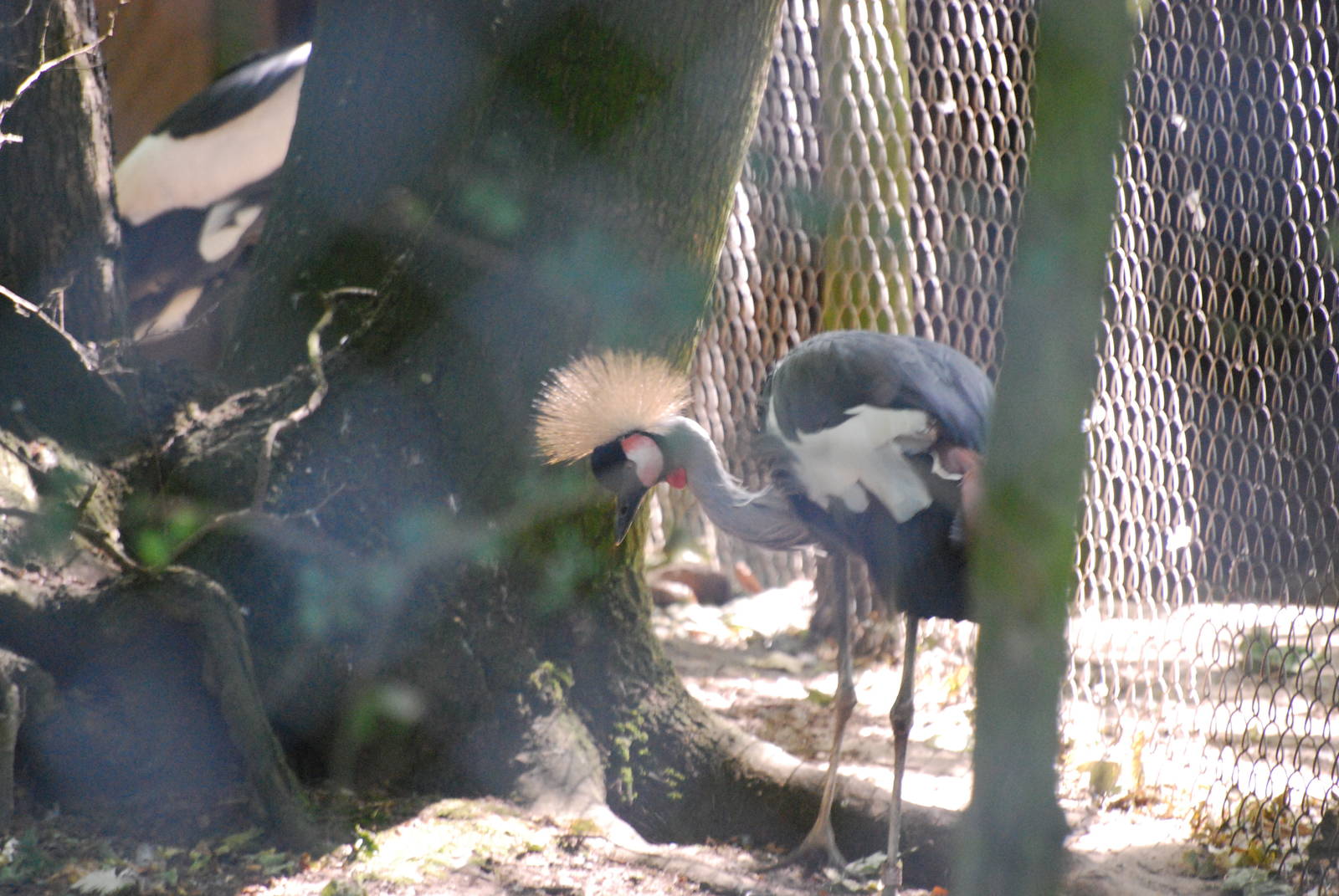 East African grey crowned crane at Africa Alive!