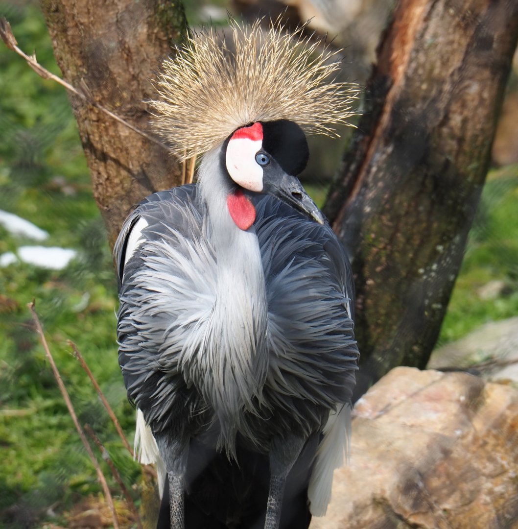 East African grey crowned crane (Balearica regulorum gibbericeps), 2019-04-06