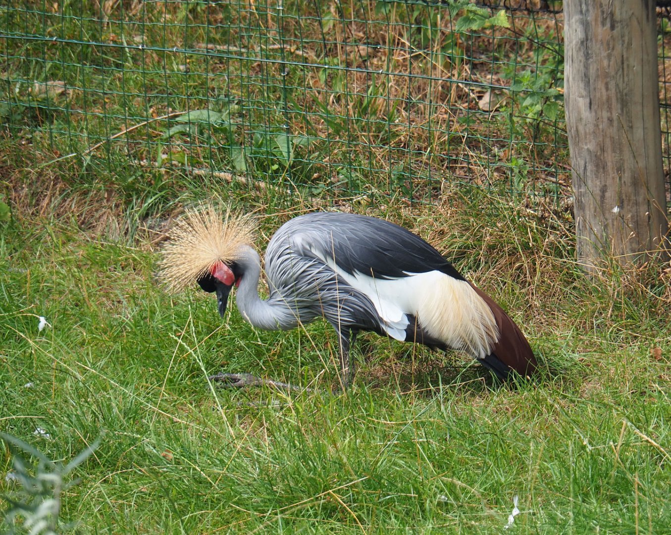 East African grey crowned crane (Balearica regulorum gibbericeps), 2019-08-11