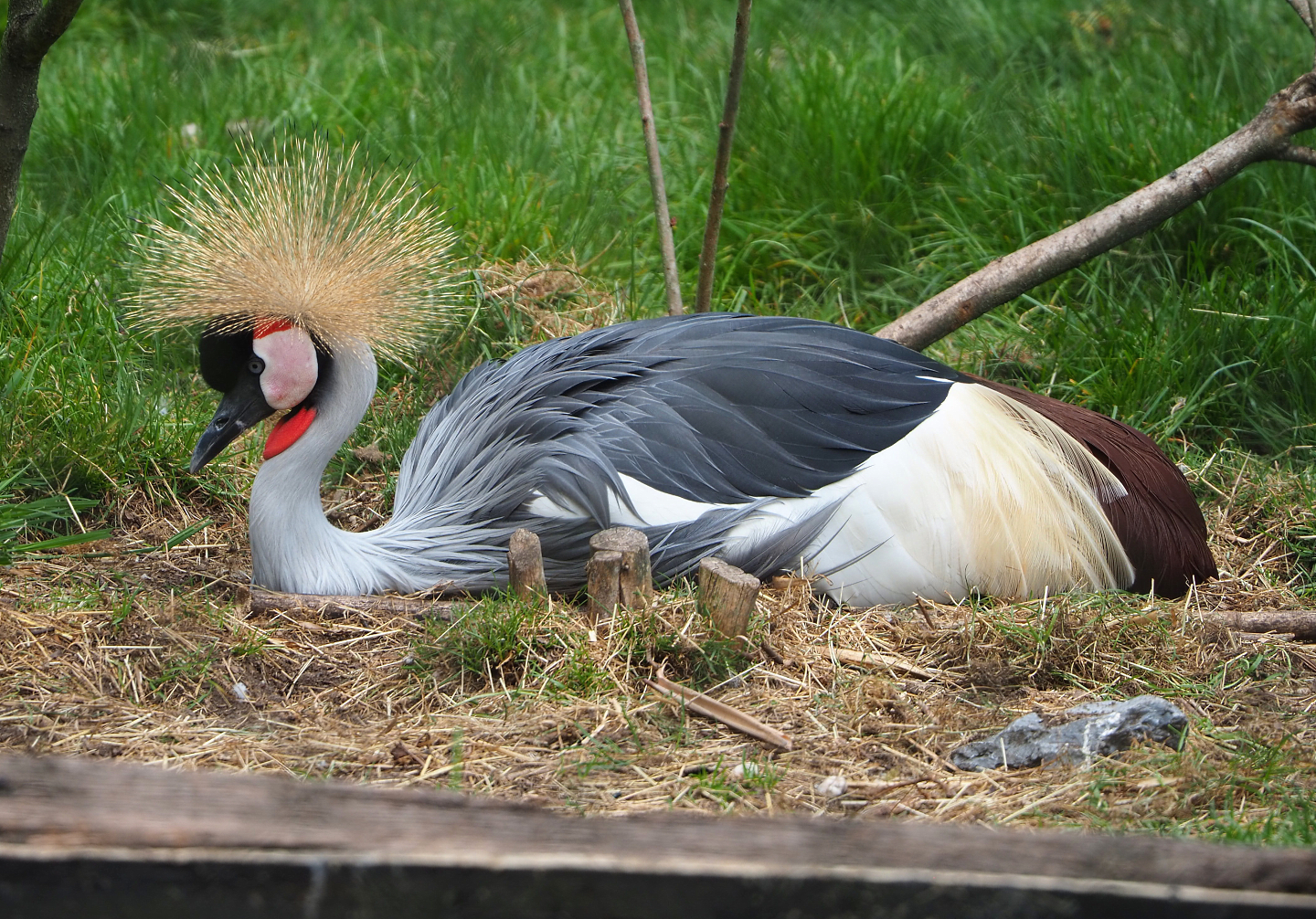 East African grey crowned crane (Balearica regulorum gibbericeps), 2022-05-17