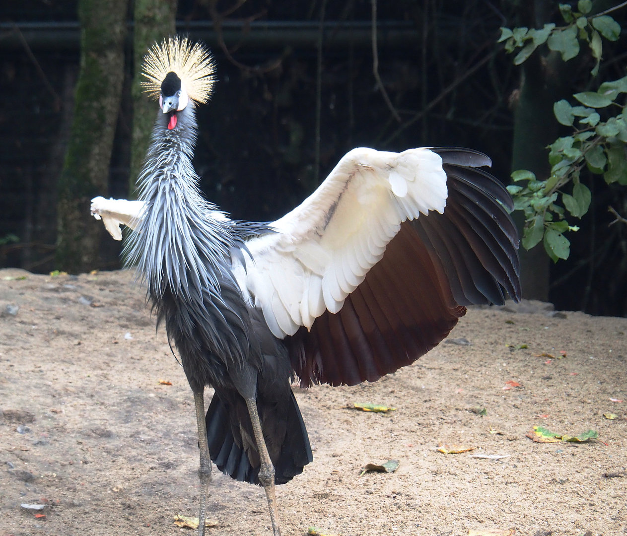 East African grey crowned crane (Balearica regulorum gibbericeps), 2022-09-15