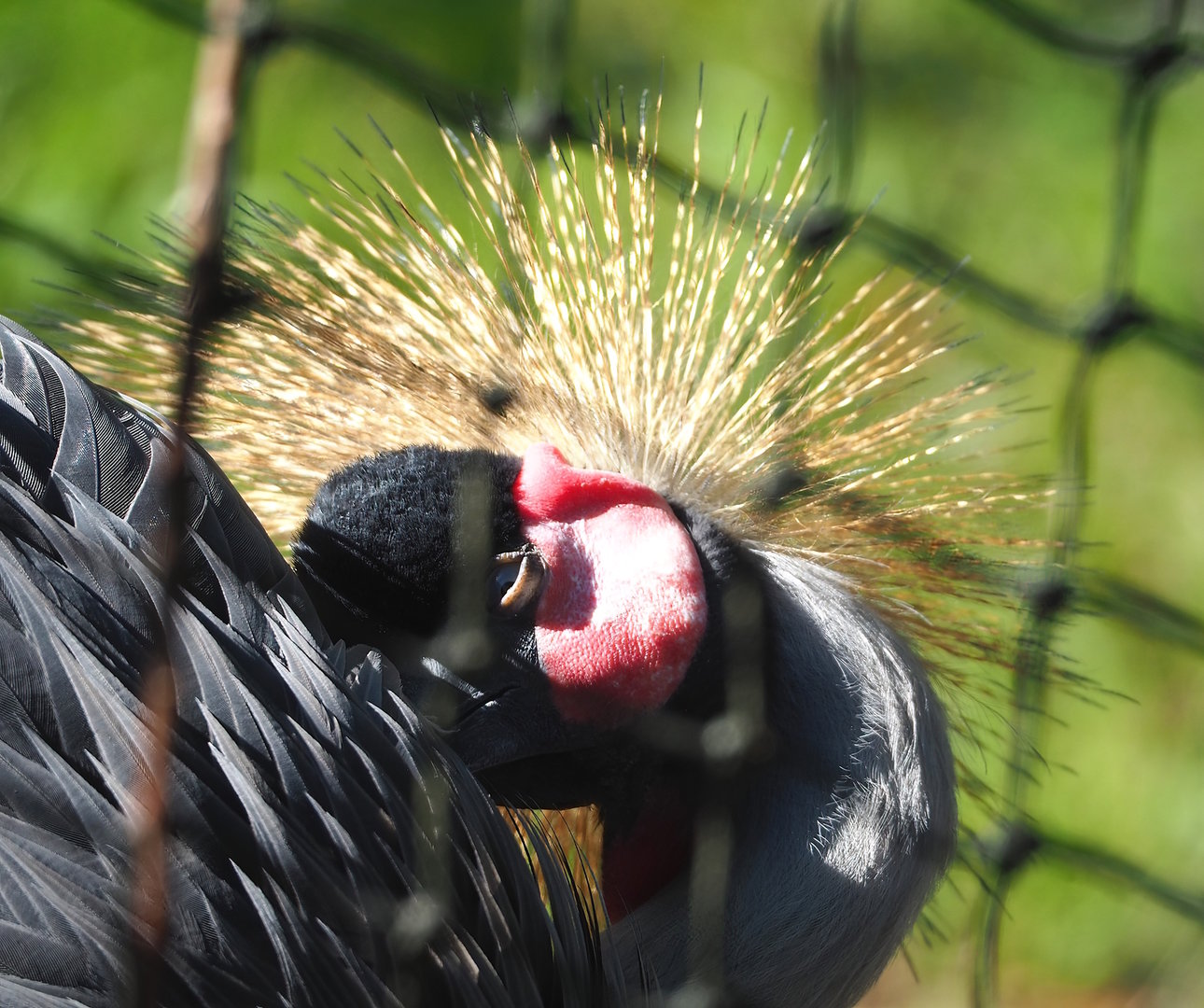 East African grey crowned crane (Balearica regulorum gibbericeps), 2022-10-09