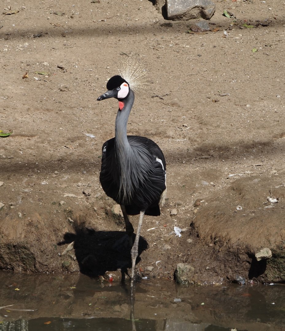 East African grey crowned crane (Balearica regulorum gibbericeps), 2024-09-17
