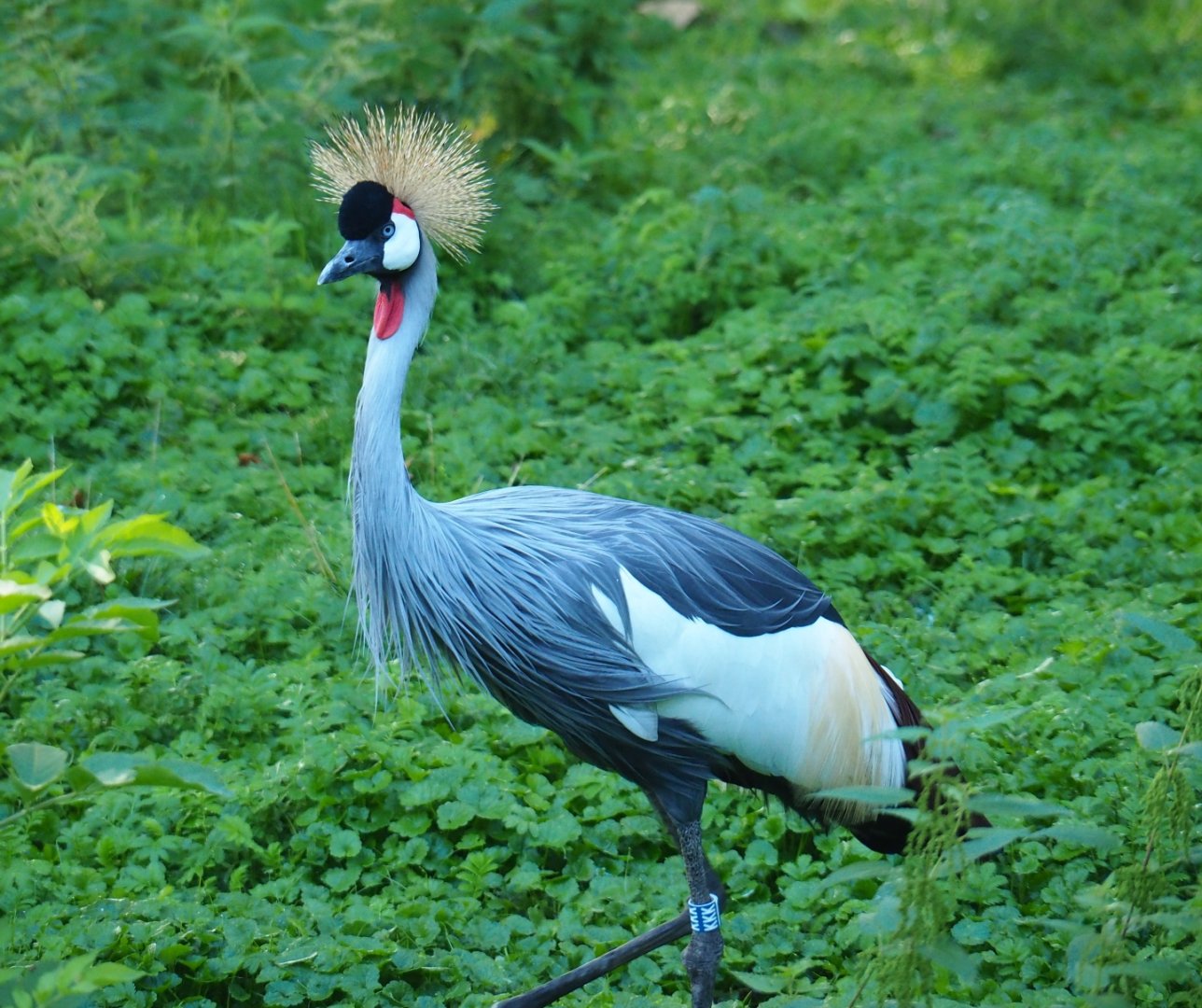 East African grey crowned crane (Balearica regulorum gibbericeps), Sep 2nd, 2018