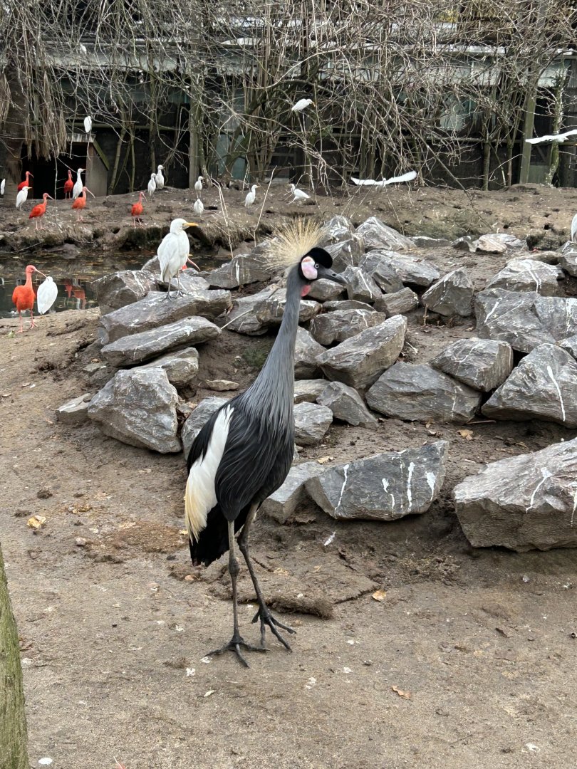 East African grey crowned crane, red ibisses, western cattle egrets and others