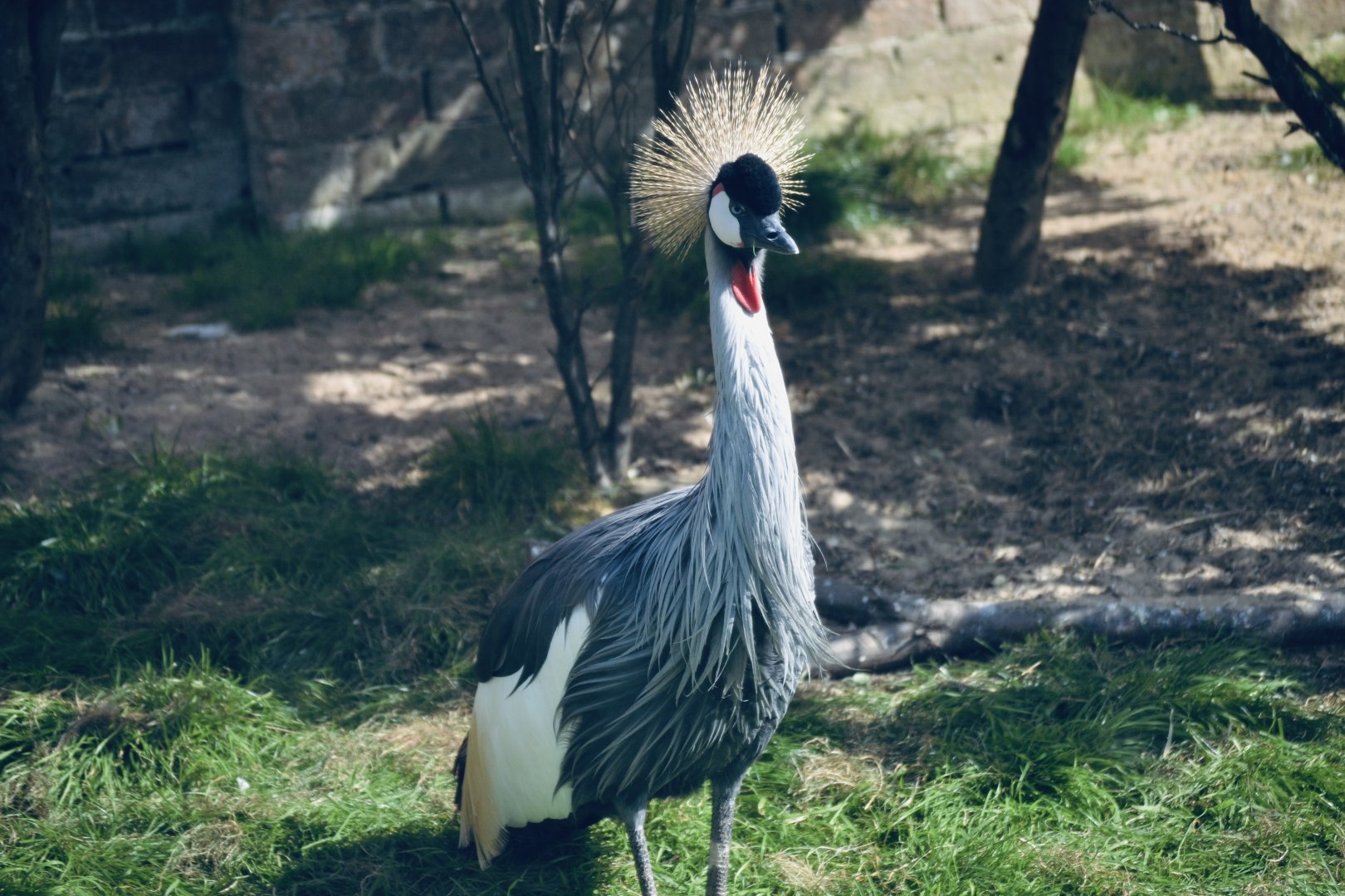 East African Grey Crowned Crane - September 2020