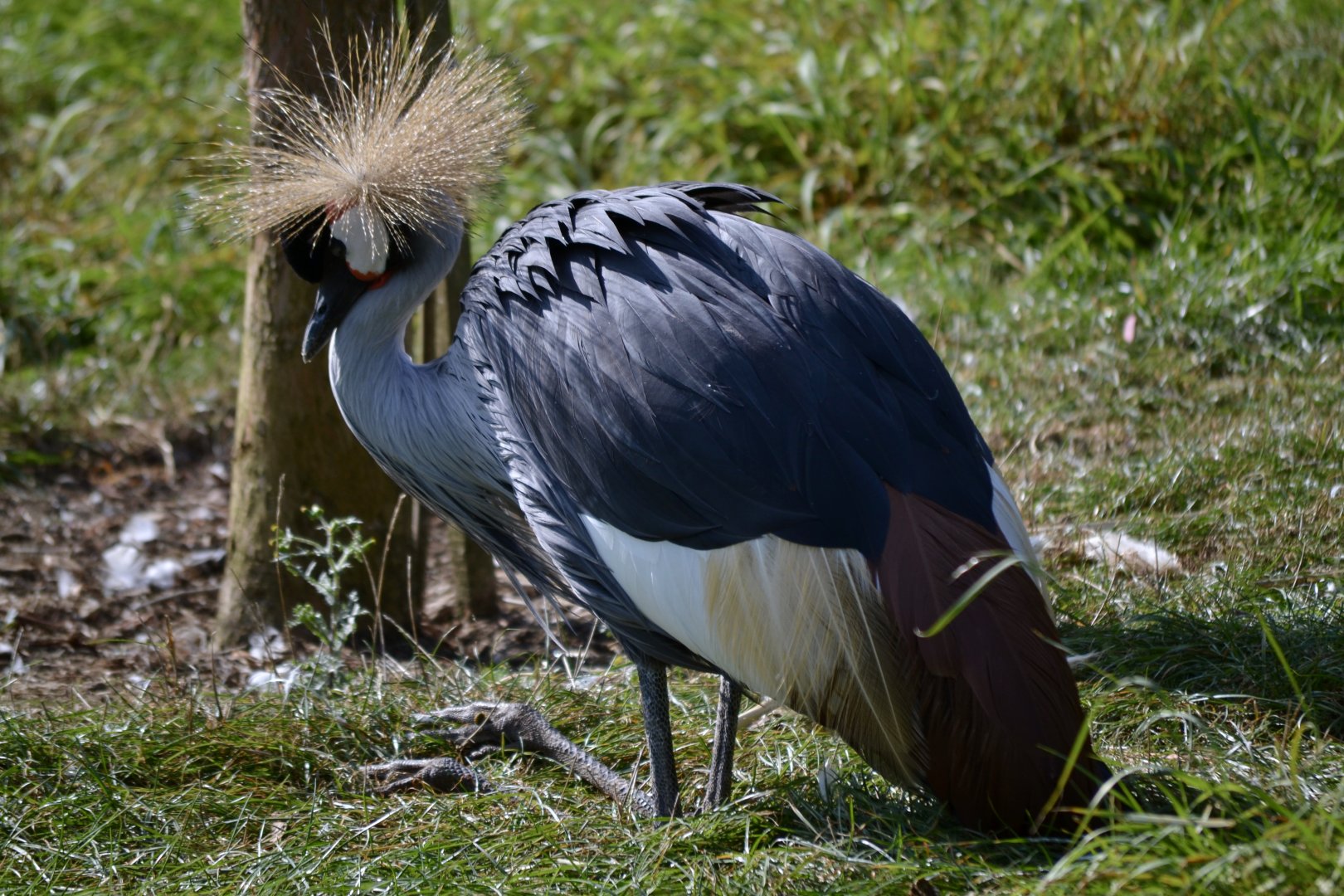 East African Grey Crowned Crane - September 2020