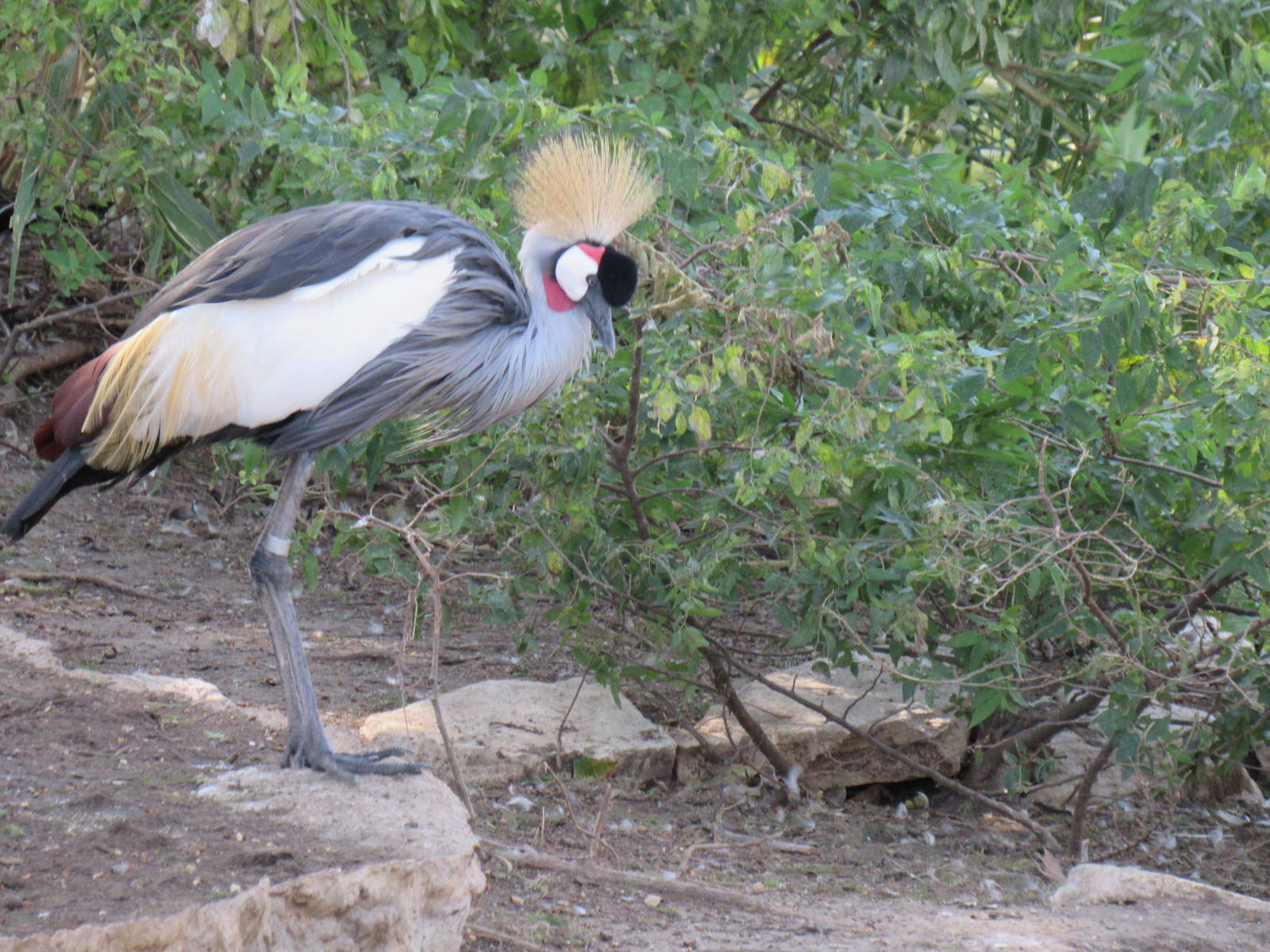 East African (Grey) Crowned Crane
