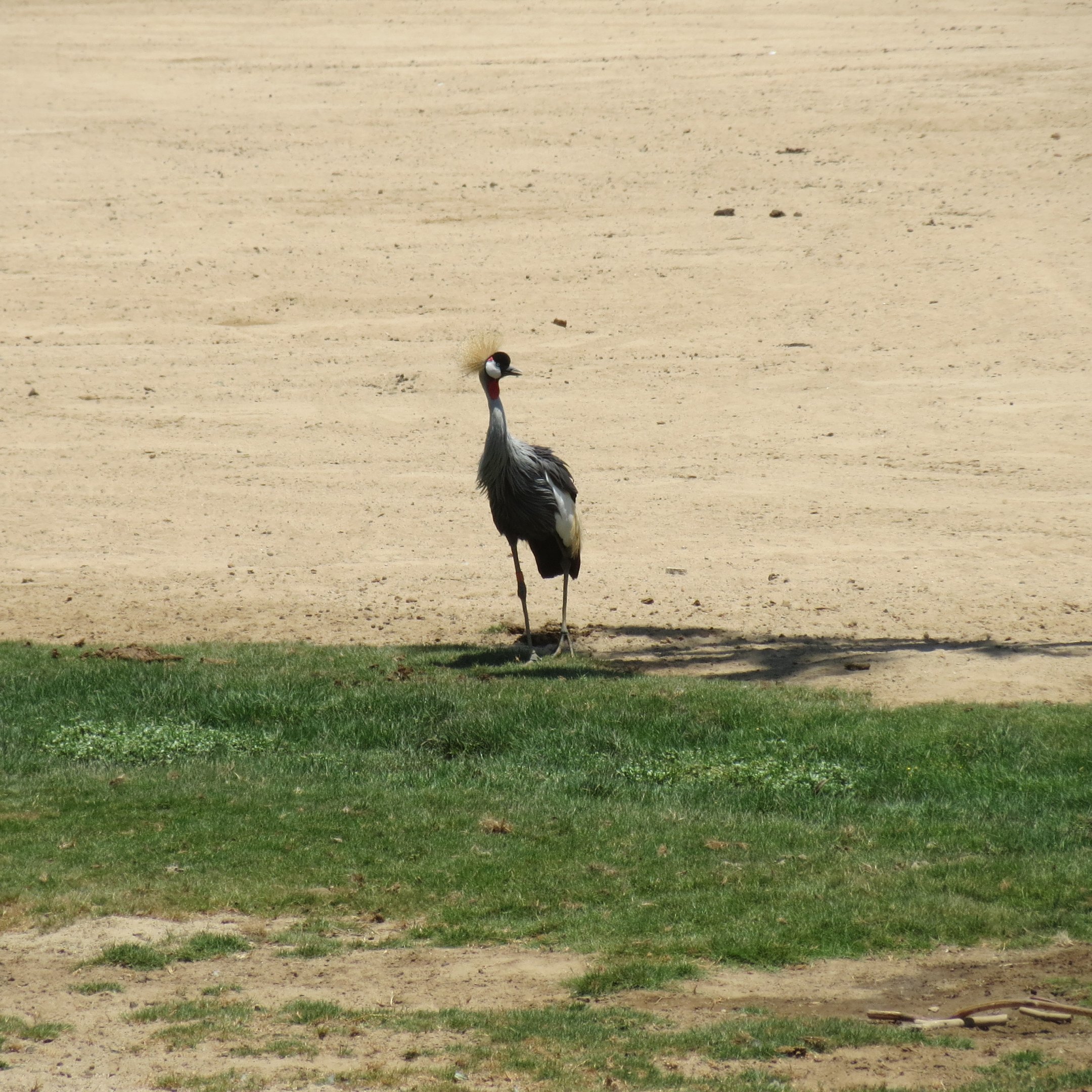East African Grey Crowned Crane