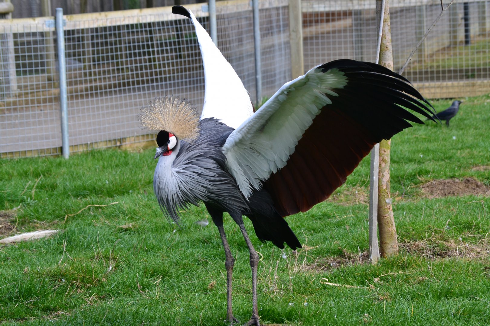 East African Grey Crowned Crane