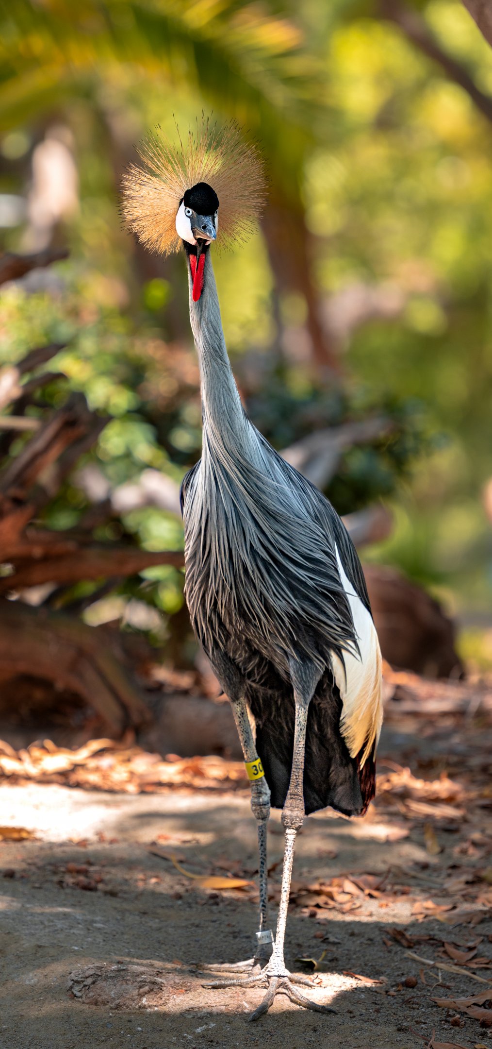 East African Grey Crowned Crane