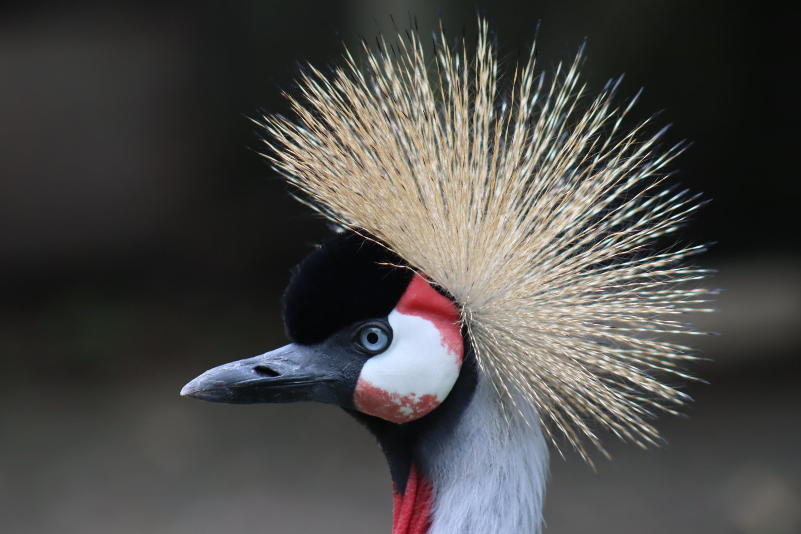 East African Grey-crowned Crane
