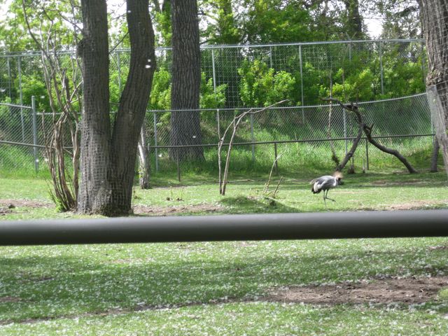 East-African Grey Crowned Crane