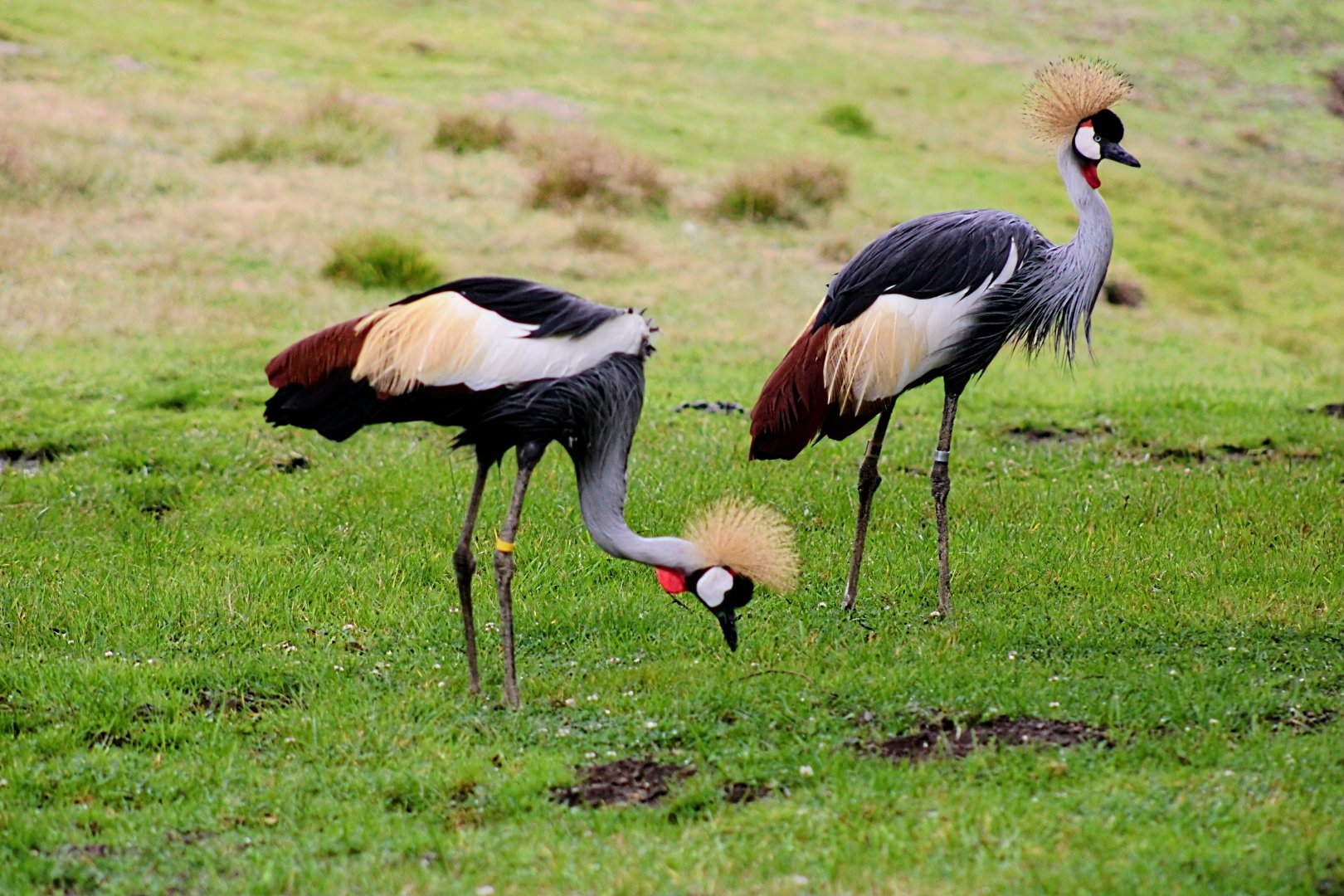 East African Grey-crowned Cranes (08/24/2022)